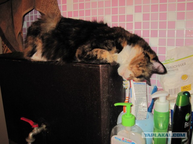 Котовторник 10.06.2014