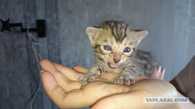 Абиссинский Лев