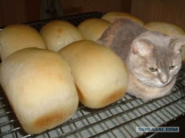 28 "котопирожков"