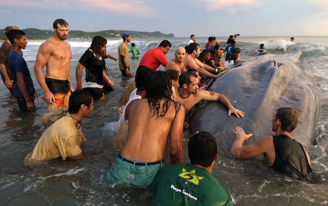 Как 50 человек пытались вернуть в море