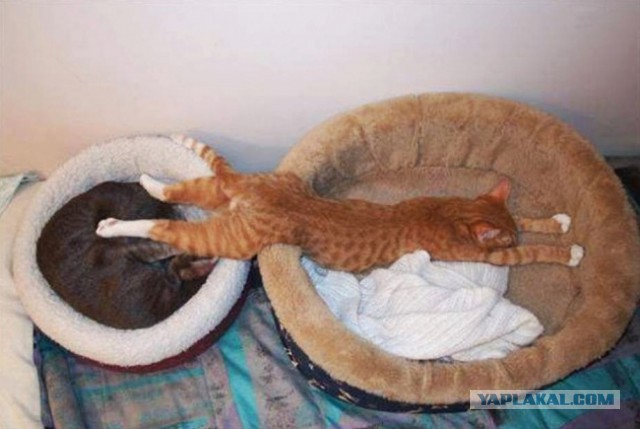 Коты, постигшие искусство сон-фу.