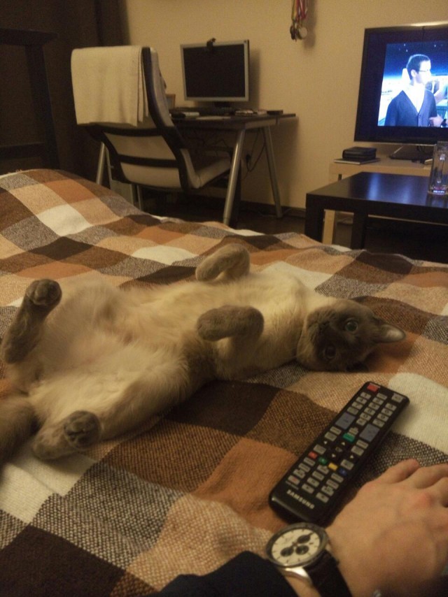Котовторник