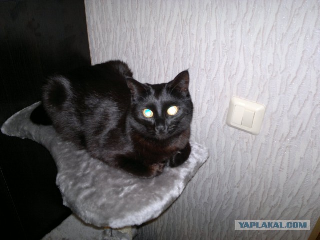 Котовторник