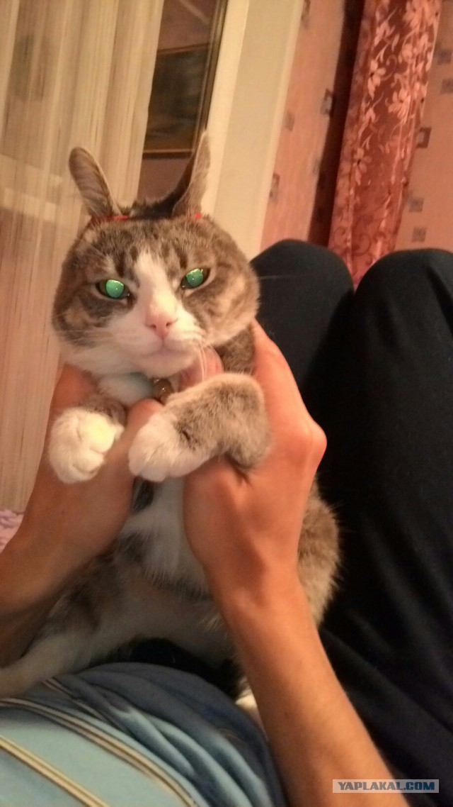 Котовторник 15-09-2015 !