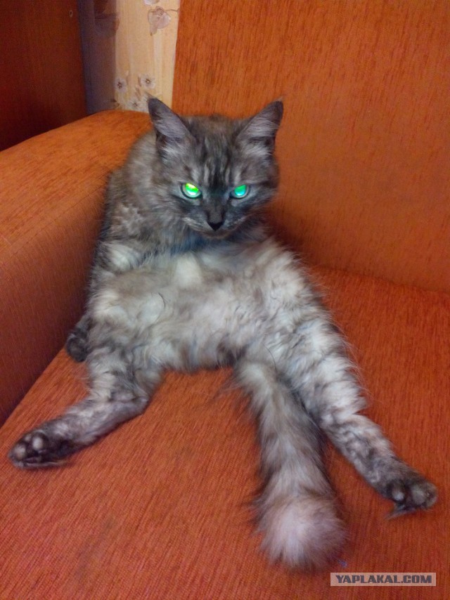 Котовторник 06.10.2015