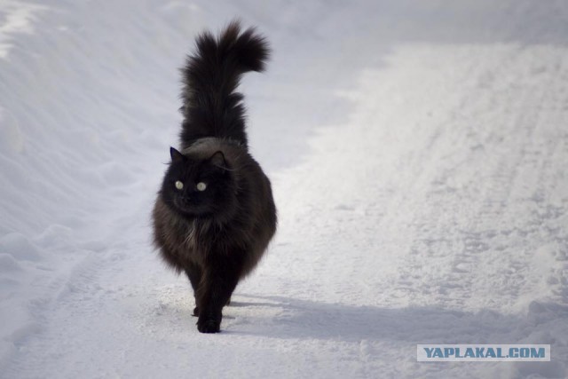 Котовторник 22.12.2015