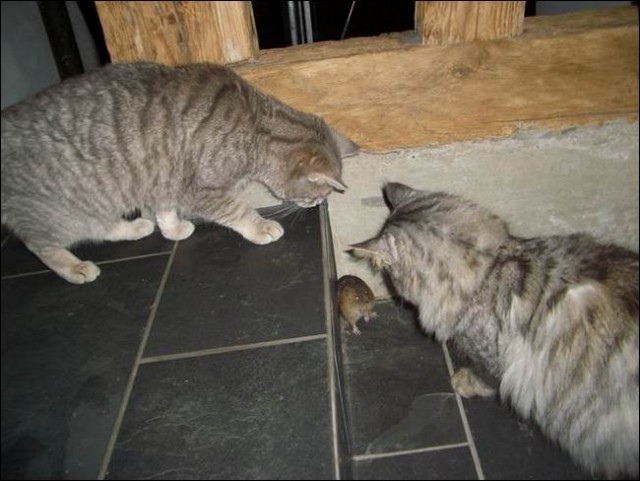 Коты, кошки, котята
