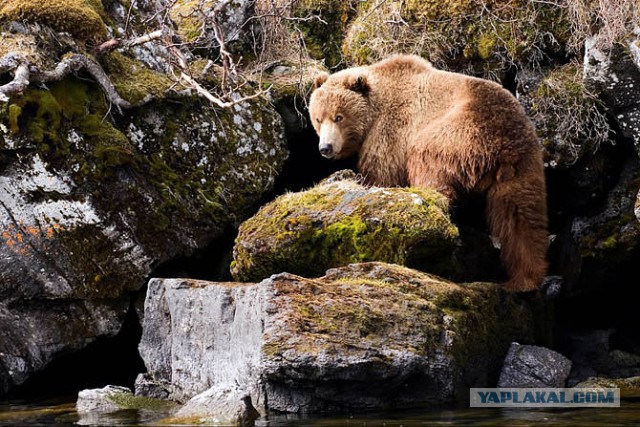 Всем нашим встречам,  увы, разлуки суждены...