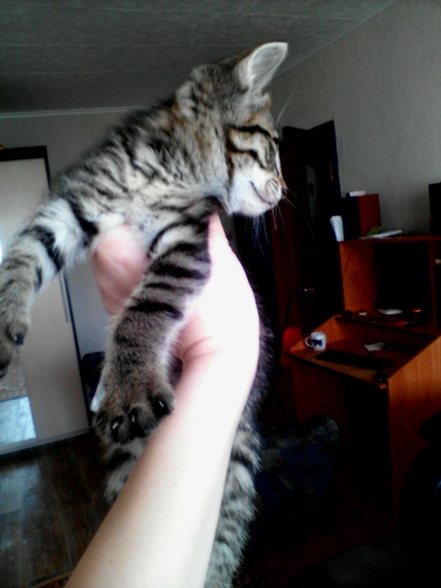 Котовторник 03.05.2016