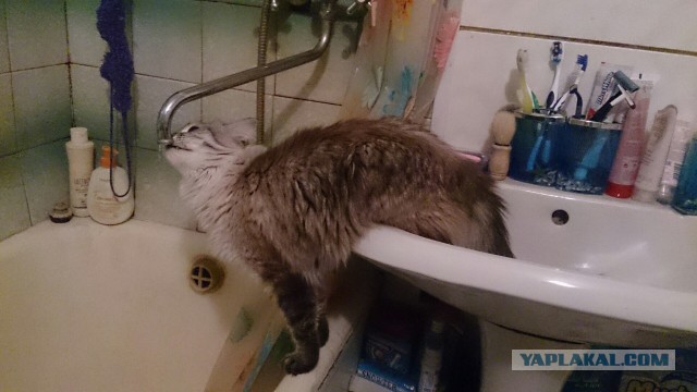 Кото-вторник 24 Мая 2016го :)