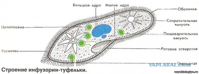 Ищет жену