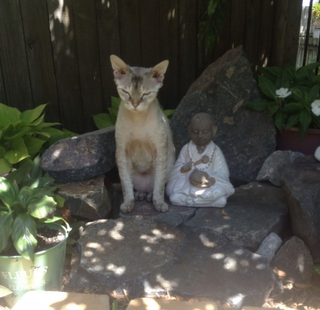 Коты и Кошки