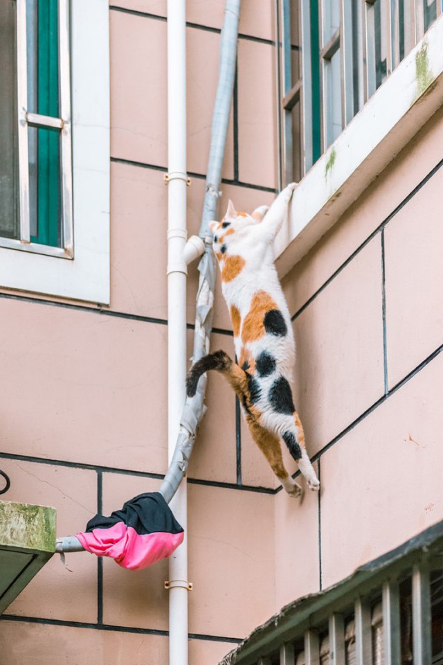 Коты и Кошки