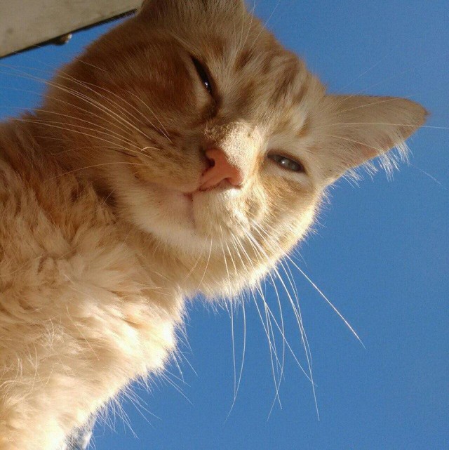 Коты и Кошки
