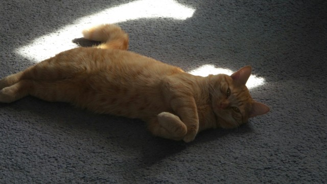 Коты и Кошки