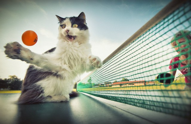Коты и Кошки