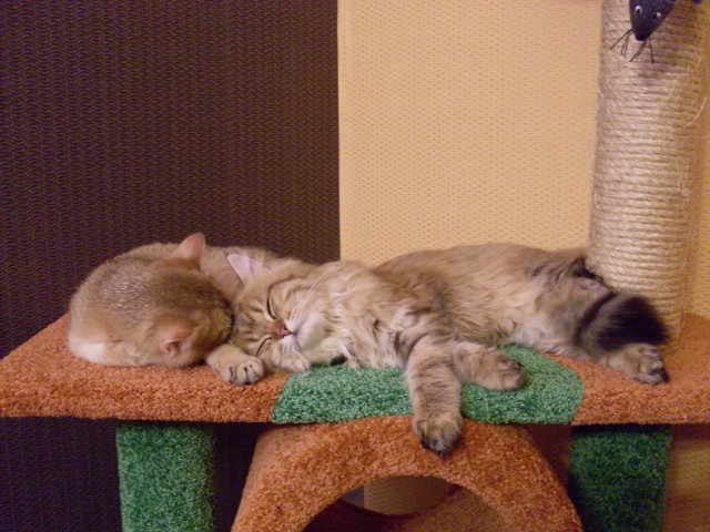 Коты и Кошки