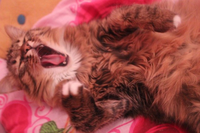 Коты и Кошки