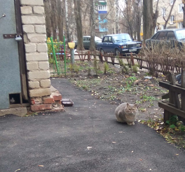 Котовторник 12.12.2017