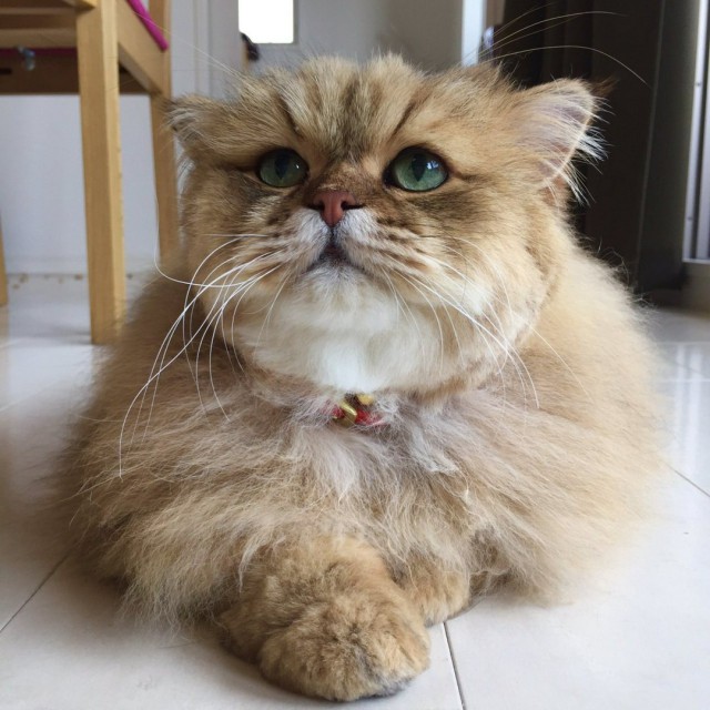 Коты и Кошки