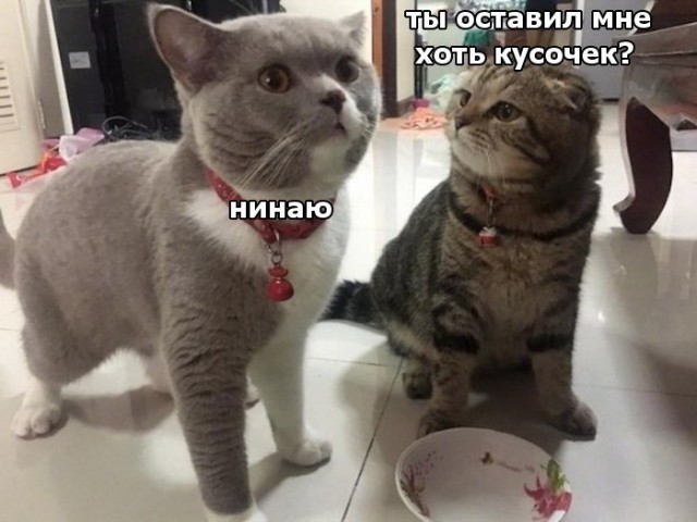 Прикольных котов пост