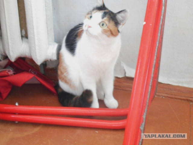 Котовторник 27.02.2018 наступил!