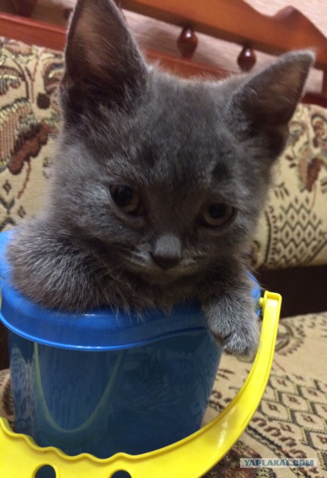 Котовторник 20.03.2018