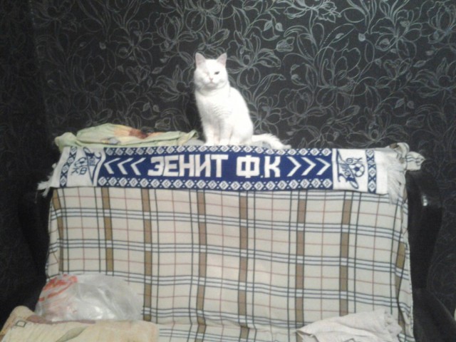 Живность из сети