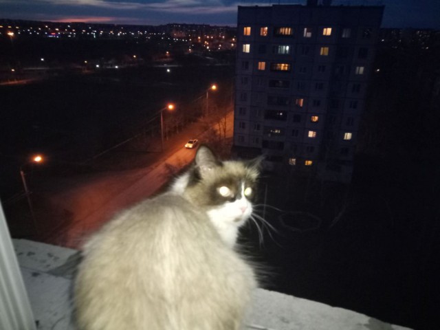 Котовторник ждали? А вот и он!