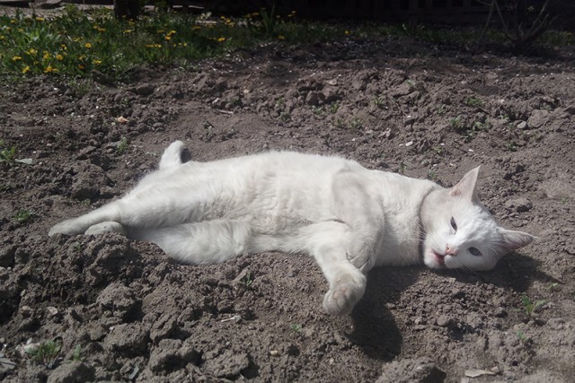 Котовторник 24.04.2018