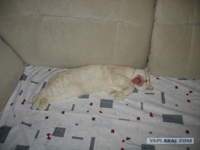Котовторник 29.5.18