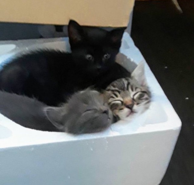 Прикольных котов пост