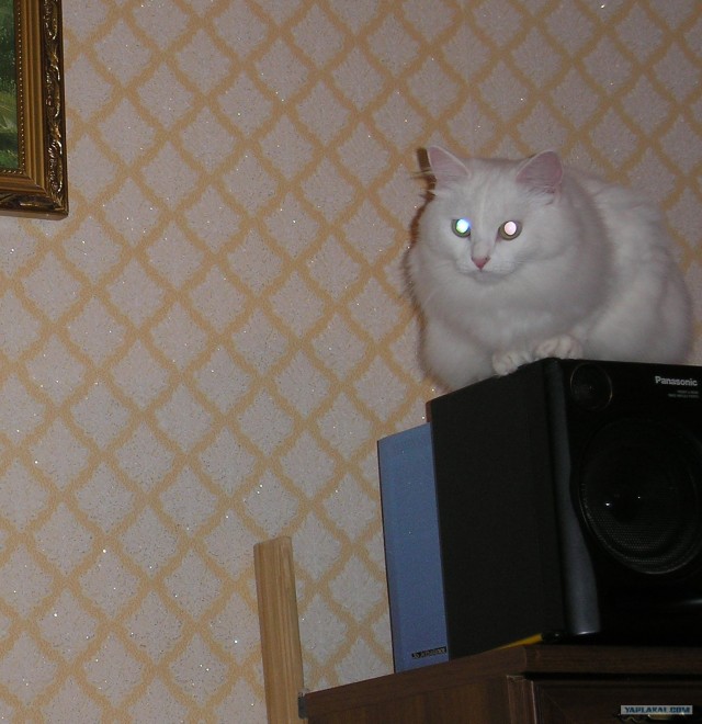 Котовторник - С праздником, котоводы!