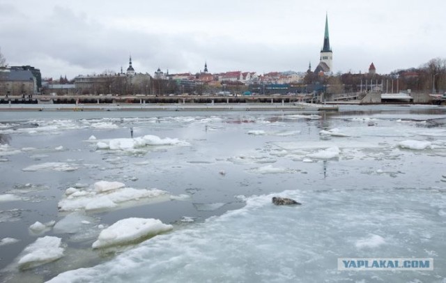 Утро городского тюленя.