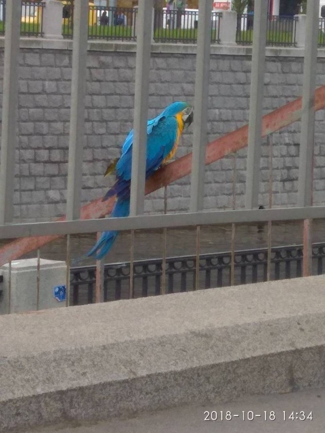В Петербурге сидит ара на набережной Обводного