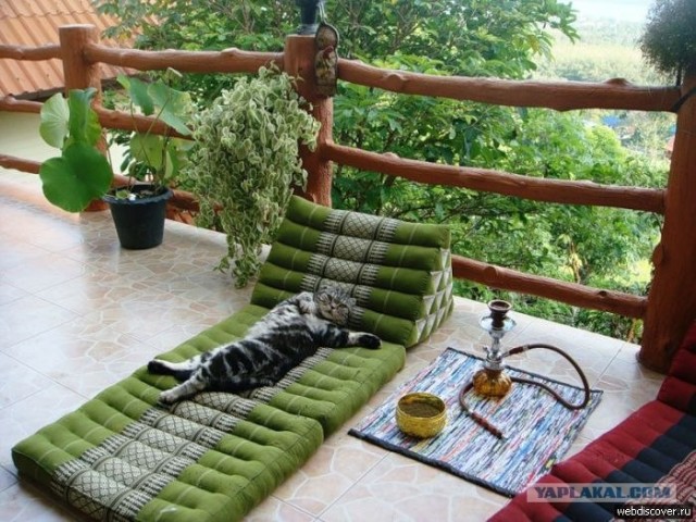Котовторник  07.06.11