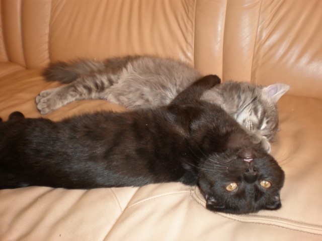 Котовторник! 11.10.11
