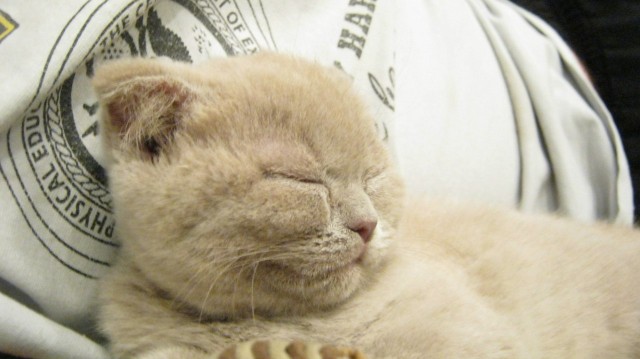 Котовторник (21.02.2012)