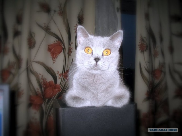 Котовторник  от 3.04.2012