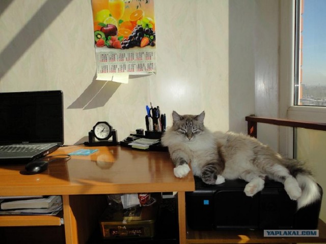 Котовторник 17.04.2012