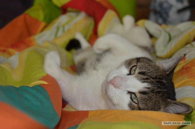 Котовторник 30.10.2012