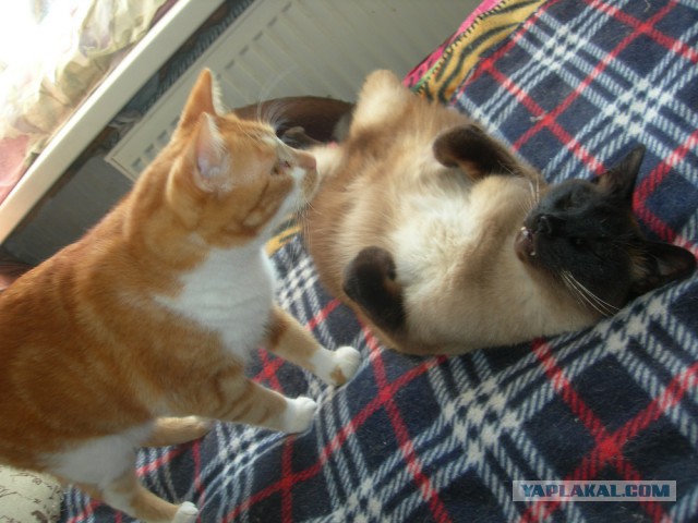 Котовторник 26.02.2019
