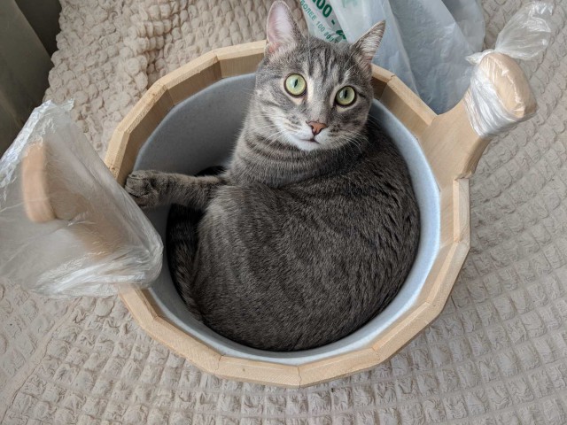 05.03.19 Котовторник же