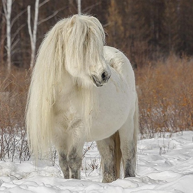 Живность из сети