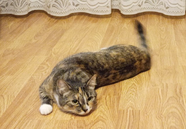 Котики