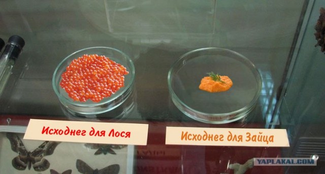 Удивительное рядом