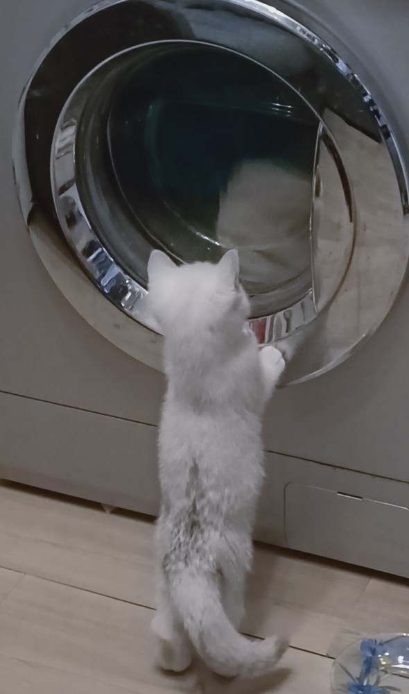 Котовторник?! Коты во вторник!