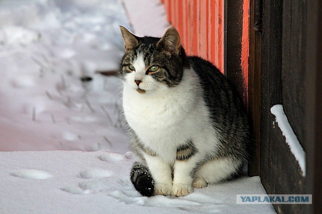 Котовторник. Добавляйте своих