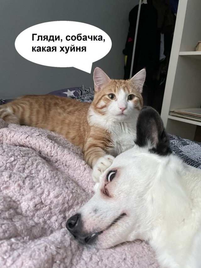 Картинки и мемы для настроения 10.02.21