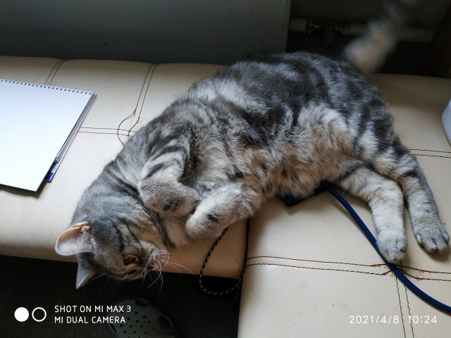 Котовторник же!